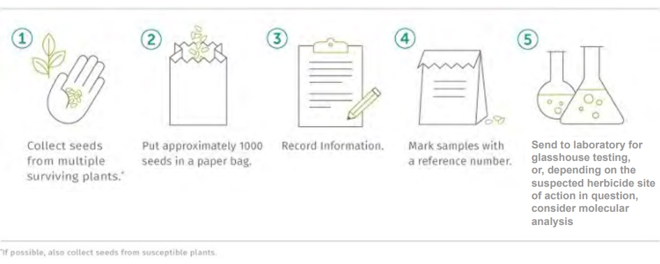 seed-sample-from-suspect-plant.jpg#asset:16083